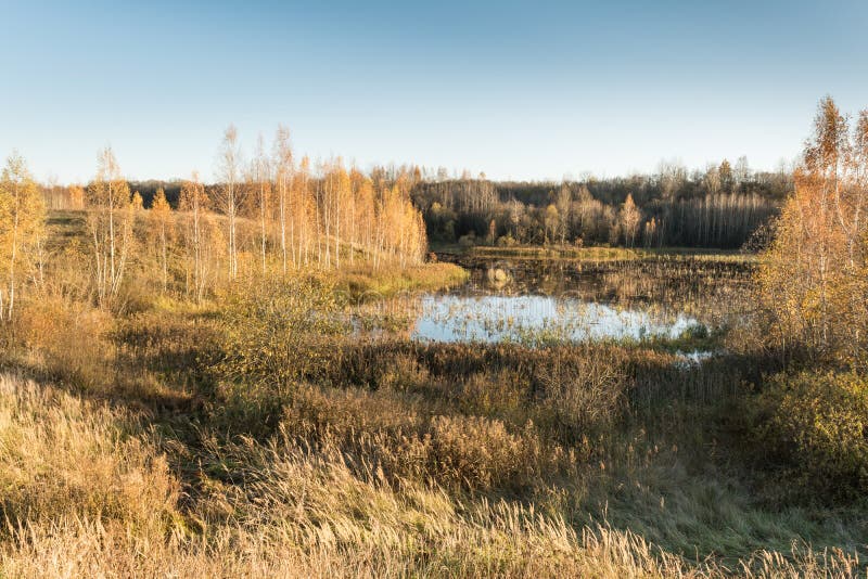 The Marshy Lowland is Surrounded by Birches Forest and Dry Grass Stock The Marshy Lowland is Surrounded by Birches Forest and Dry Grass Stock