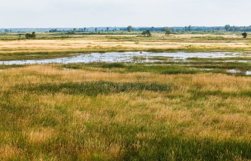 Wetlands Landscape