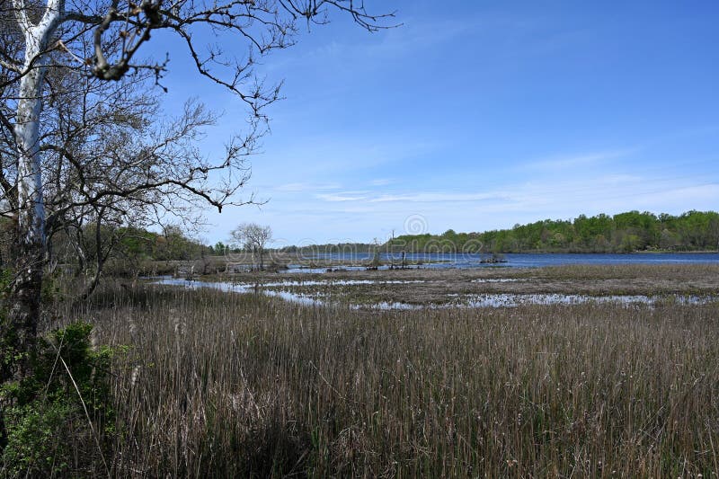 Spring New Jersey Wetlands stock photo. Image of rural 181559166