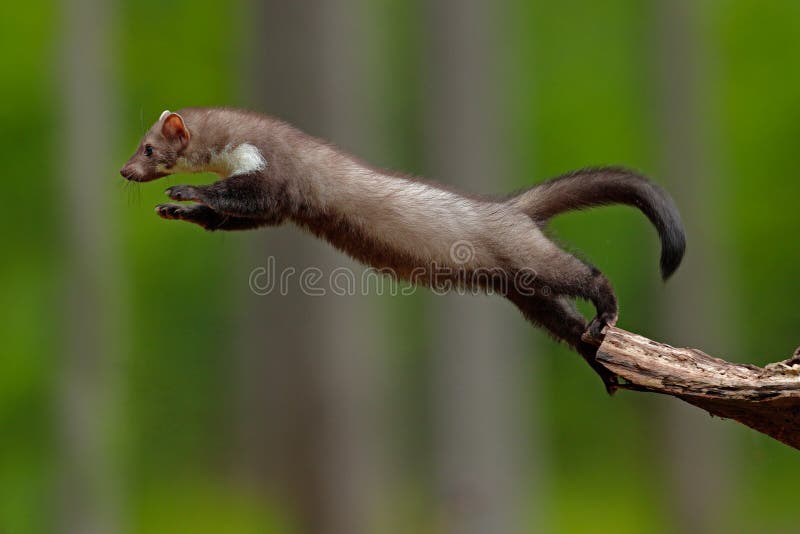 Marta de haya de salto, pequeño depredador oportunista, hábitat de la naturaleza La marta de piedra, foina del Martes, en bosque fotografía de archivo libre de regalías Marta de haya de salto, pequeño depredador oportunista, hábitat de la naturaleza La marta de piedra, foina del Martes, en bosque fotografía de archivo libre de regalías