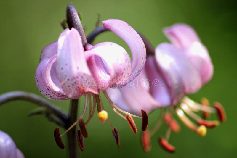 Martagon de Lilium photo libre de droits Martagon de Lilium photo libre de droits