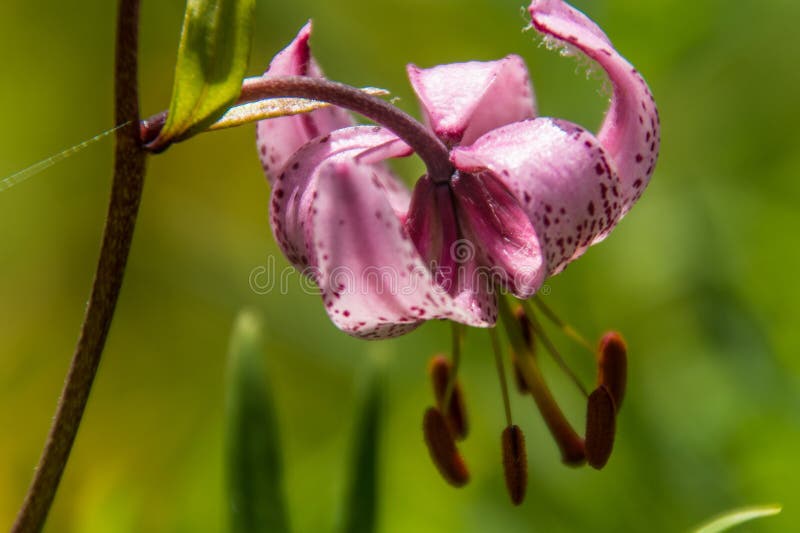 Martagon de Lilium, la Loire, France photo stock Martagon de Lilium, la Loire, France photo stock