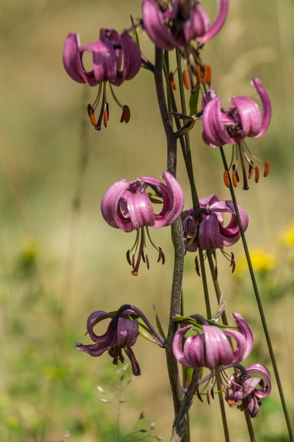 Martagon de Lilium, la Loire, France photographie stock libre de droits Martagon de Lilium, la Loire, France photographie stock libre de droits