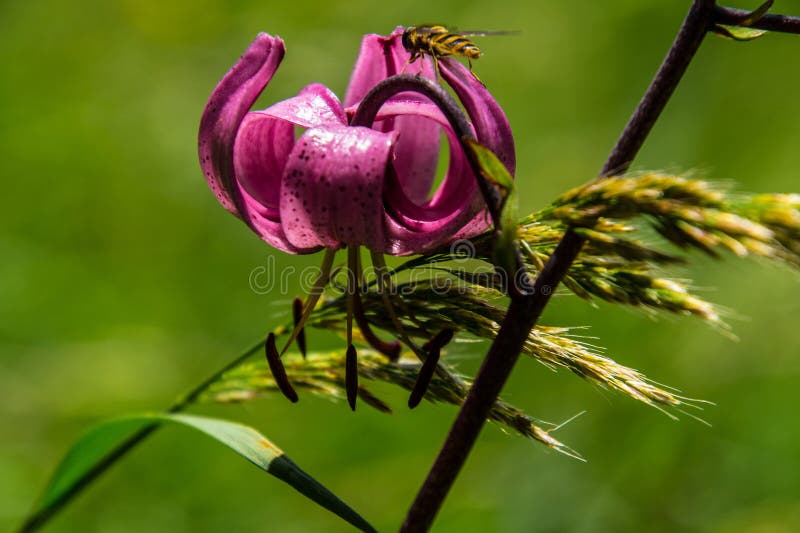 Martagon del Lilium immagini stock libere da diritti Martagon del Lilium immagini stock libere da diritti
