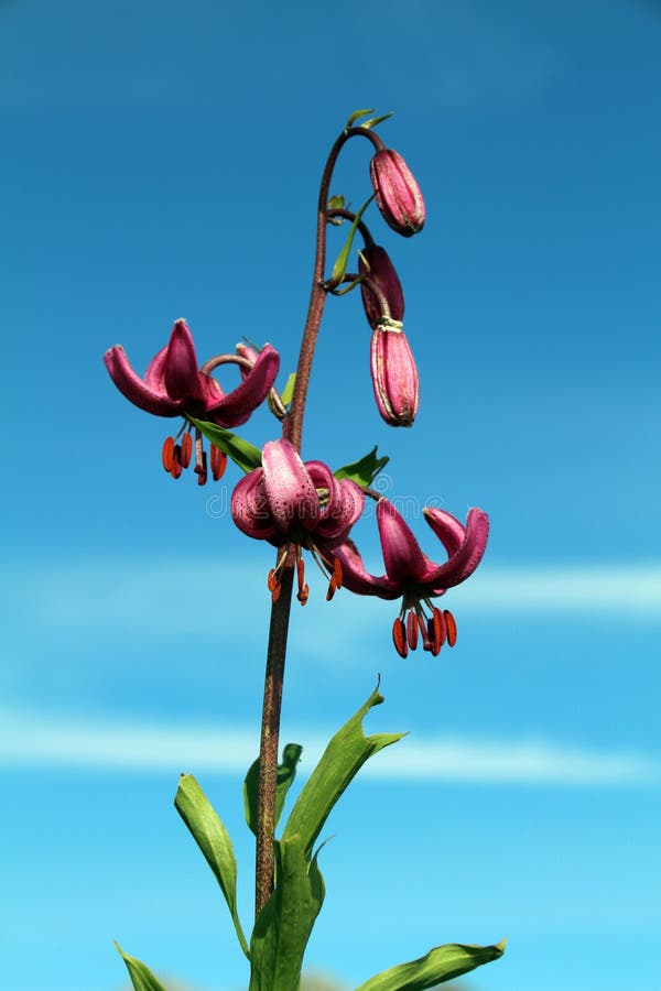 Martagon del Lilium immagini stock libere da diritti Martagon del Lilium immagini stock libere da diritti