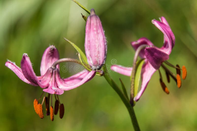 Martagon del Lilium, la Loira, Francia immagine stock libera da diritti Martagon del Lilium, la Loira, Francia immagine stock libera da diritti