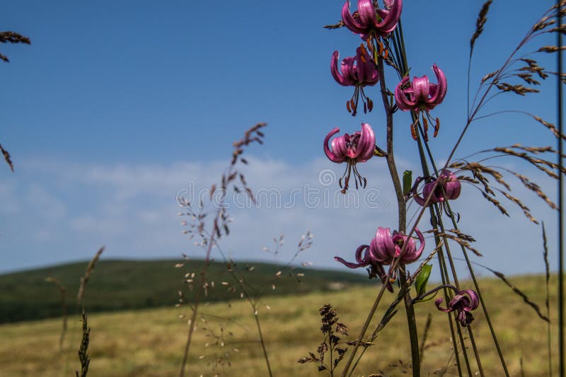 Martagon del Lilium, la Loira, Francia fotografia stock libera da diritti Martagon del Lilium, la Loira, Francia fotografia stock libera da diritti