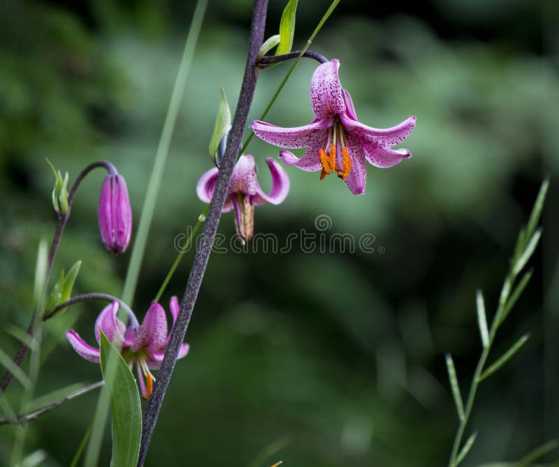 Martagono rosa lilium sulle alpi italiane immagini stock libere da diritti Martagono rosa lilium sulle alpi italiane immagini stock libere da diritti