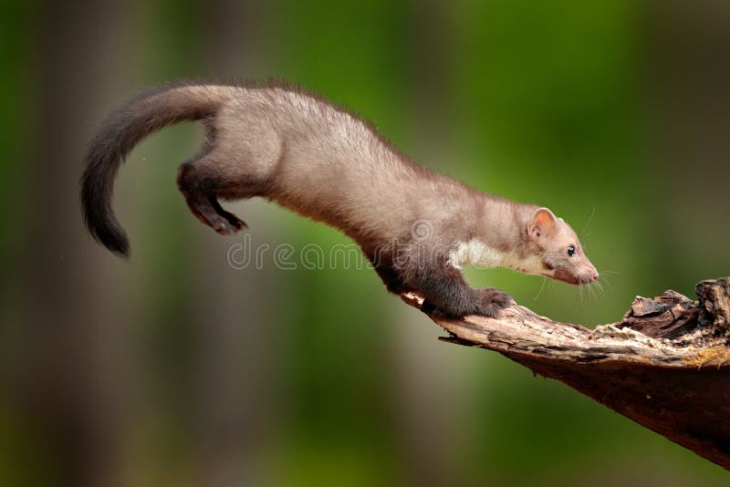Marten de haya saltado, pequeño depredador oportunista, hábitat natural Márten de piedra, foina de Martes, en un bosque típico eu imagen de archivo Marten de haya saltado, pequeño depredador oportunista, hábitat natural Márten de piedra, foina de Martes, en un bosque típico eu imagen de archivo