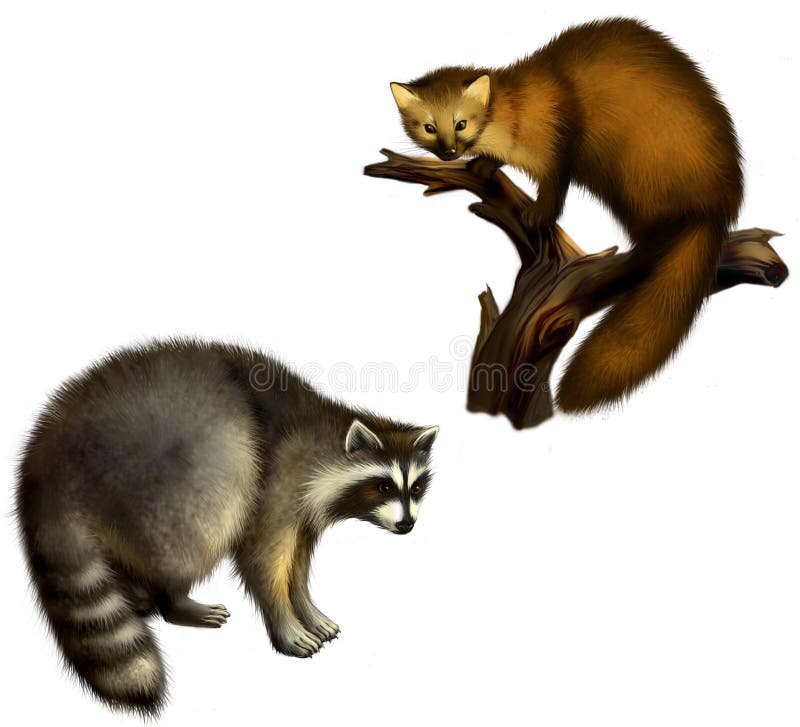 Marten e guaxinim ilustração royalty free Marten e guaxinim ilustração royalty free