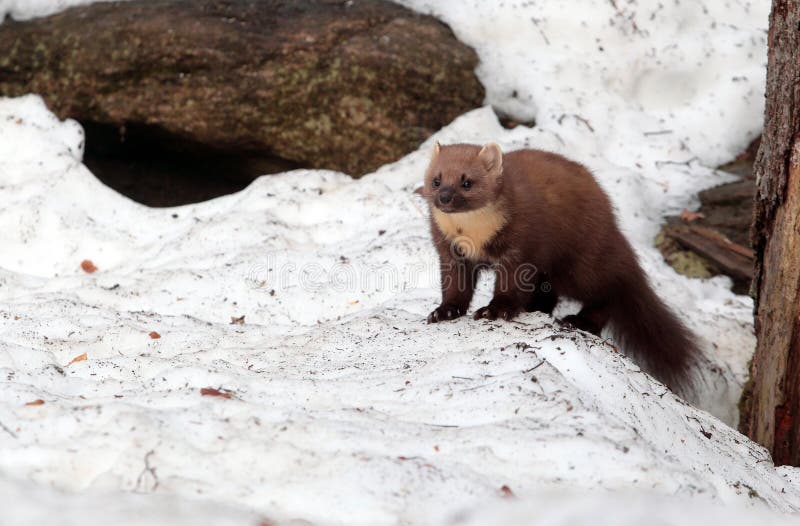 Marten on the snow