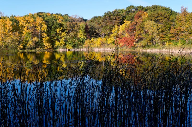 Marthaler Pond Autumn Morning. Trees and pond of marthaler park during peak autumn season at daybreak with reflections on water in west saint paul minnesota royalty free stock photography Marthaler Pond Autumn Morning. Trees and pond of marthaler park during peak autumn season at daybreak with reflections on water in west saint paul minnesota royalty free stock photography