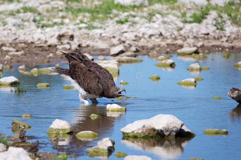 Eagle drinking water stock photo. Image of beak, drop 41080222