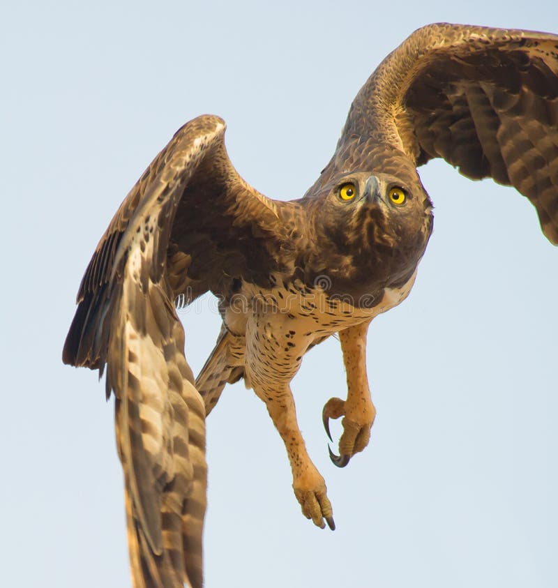 A Martial Eagle taking off