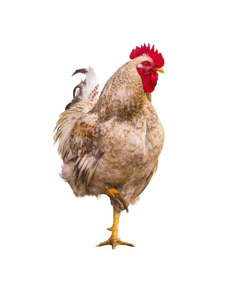 martillo Retrato del gallo Gallo en una granja Gallo y pollos fotografía de archivo martillo Retrato del gallo Gallo en una granja Gallo y pollos fotografía de archivo