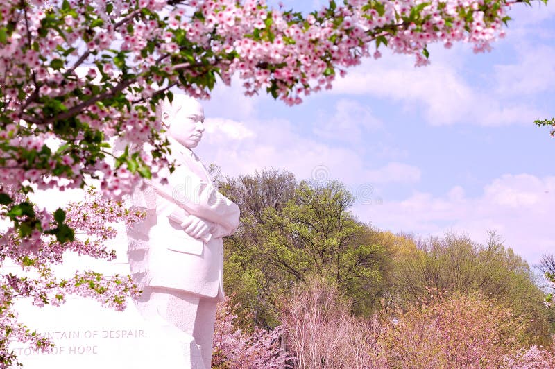 Martin Luther King memorial in peak bloom of Washington DC's Cherry Blossoms in spring. Martin Luther King memorial in peak bloom of Washington DC's Cherry Blossoms in spring.