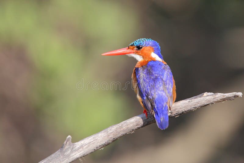 Martin pescatore della malachite fotografie stock libere da diritti Martin pescatore della malachite fotografie stock libere da diritti