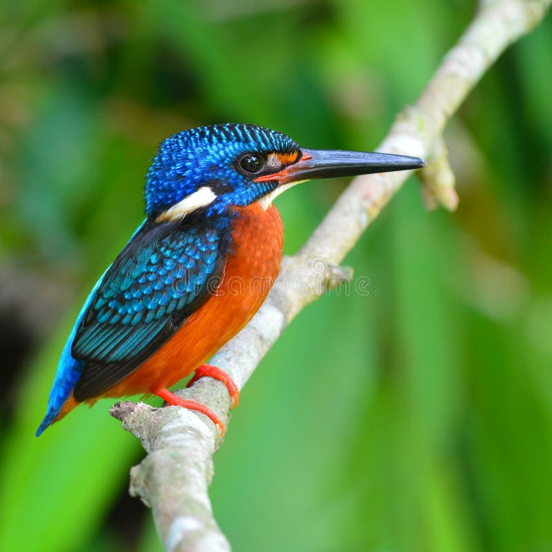 Martin-pêcheur à oreilles bleues photos stock