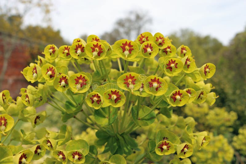 Martin ` s spurge in bloem in dichte omhooggaand stock afbeelding Martin ` s spurge in bloem in dichte omhooggaand stock afbeelding