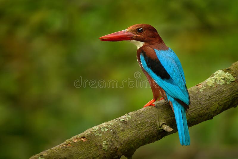 martinho pescatore Branco-throated ( Smyrnensis) feliz; no ramo em Singapura imagens de stock martinho pescatore Branco-throated ( Smyrnensis) feliz; no ramo em Singapura imagens de stock