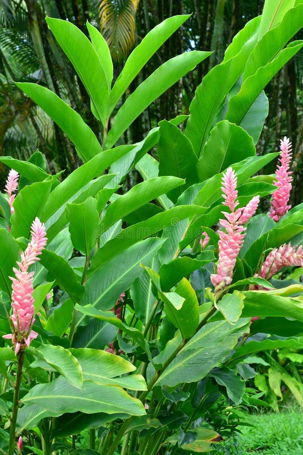Martinique pittoresk stad av Morne Rouge i västra Indies fotografering för bildbyråer Martinique pittoresk stad av Morne Rouge i västra Indies fotografering för bildbyråer