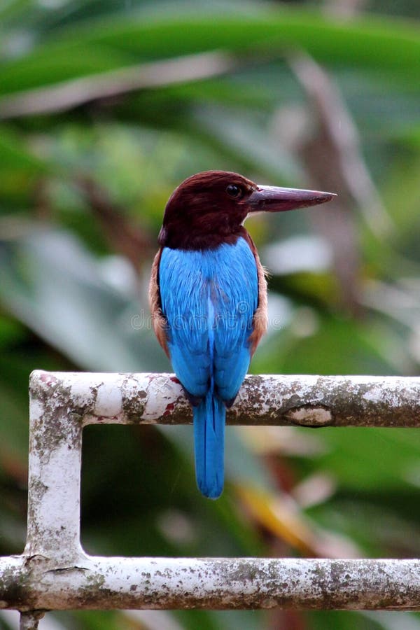 martín pescador Blanco-throated foto de archivo martín pescador Blanco-throated foto de archivo