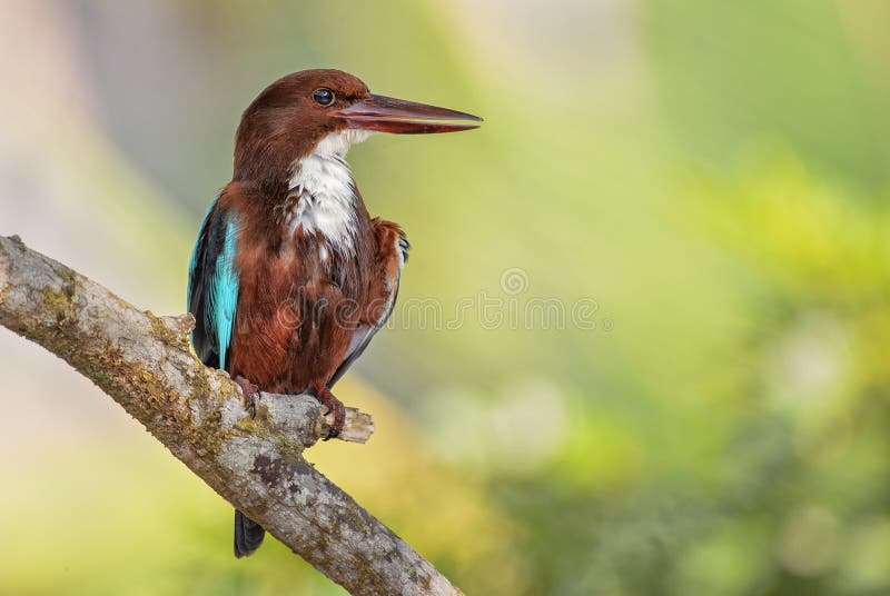 martín pescador Blanco-throated - smyrnensis feliz, Sri Lanka imágenes de archivo libres de regalías martín pescador Blanco-throated - smyrnensis feliz, Sri Lanka imágenes de archivo libres de regalías