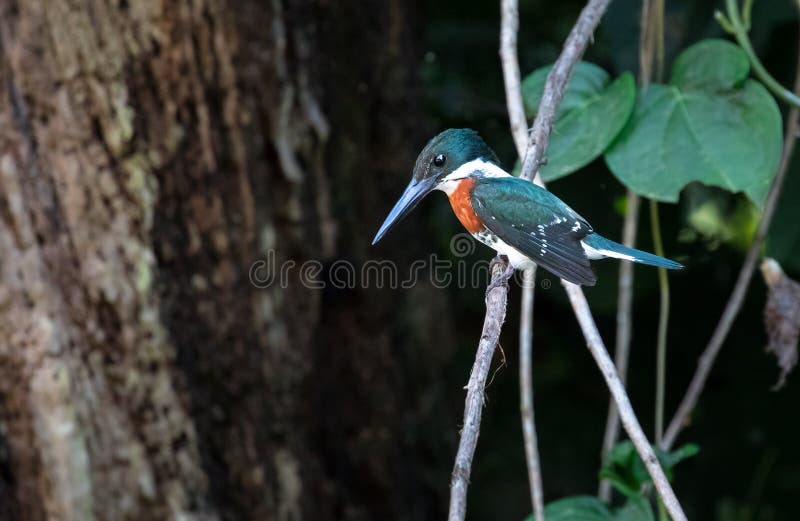 Martín pescador verde Chloroceryle americana, varón adulto imagenes de archivo Martín pescador verde Chloroceryle americana, varón adulto imagenes de archivo