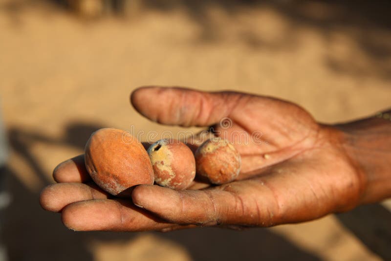 Marula-Frucht stockfotos Marula-Frucht stockfotos