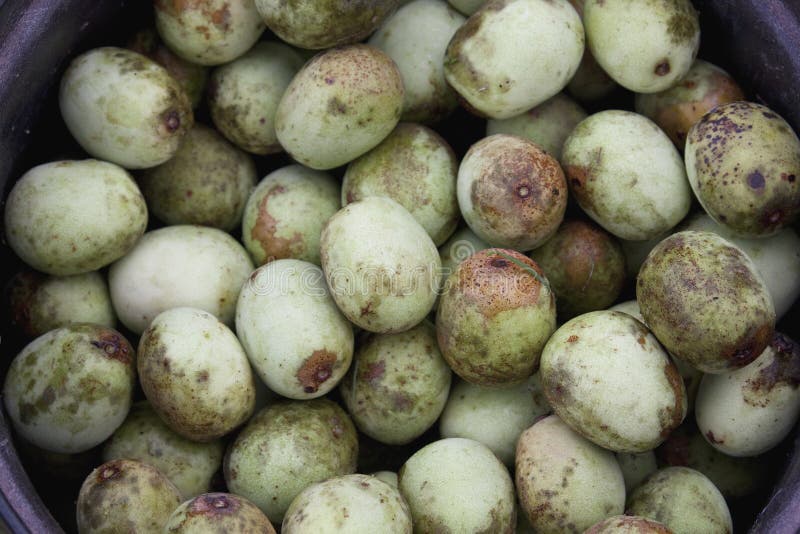 Marula fruit stock photo. Image of juicy, cuisine, close 24903316