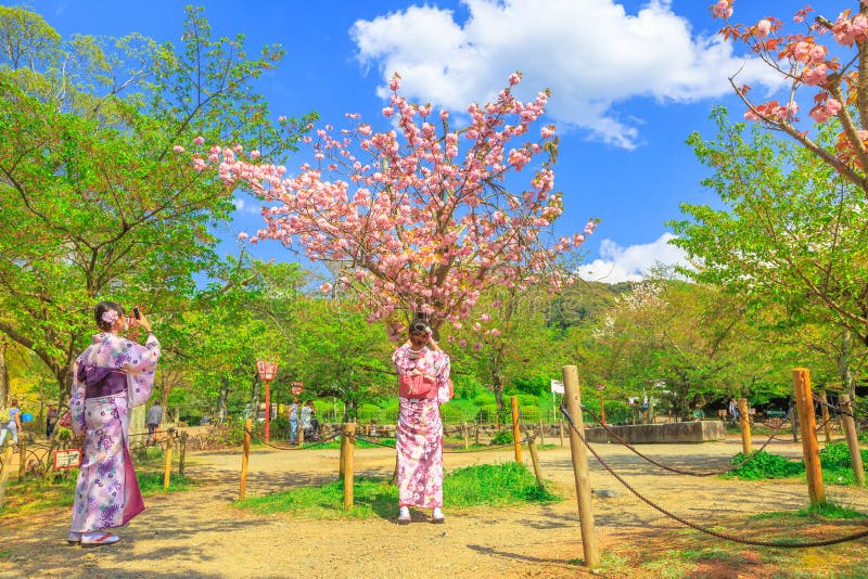 Young Japanese women in traditional kimono taking pictures under cherry blossom trees at Maruyama Park, Kyoto's premier hanami destination during spring