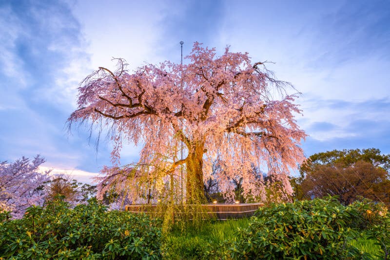 Maruyama Park v Kjótu, Japonsko během jarní třešňový květ festival.