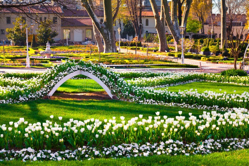 Marvellous white tulips in the Gulhane (Rosehouse) park, Istanbul. Beautiful outdoor scenery in Turkey, Europe.