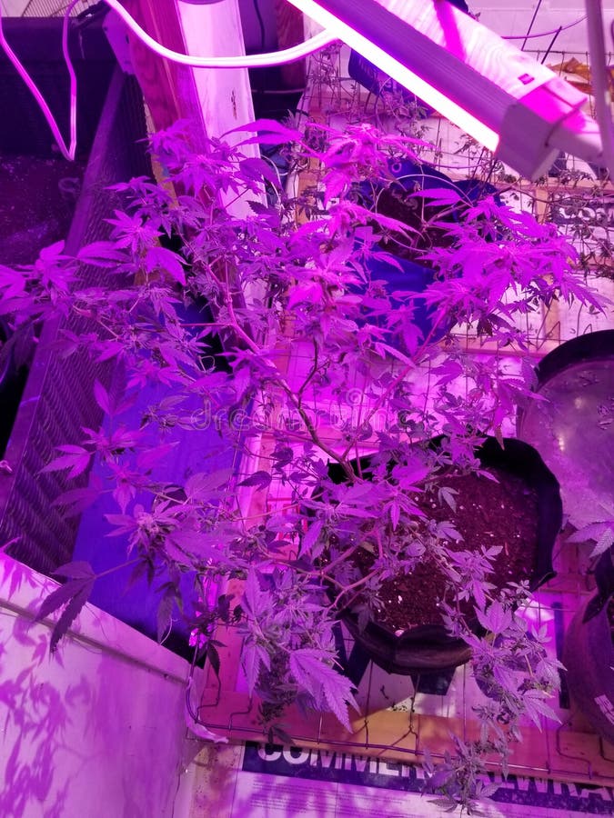 Mary jane stock image. Image of light, pink, flowers 230945031