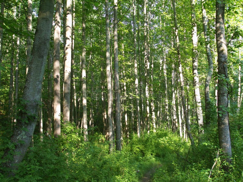 Maryland Forest And Trees Royalty Free Stock Photos Image 5509698