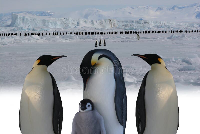 Março de pinguins de imperador