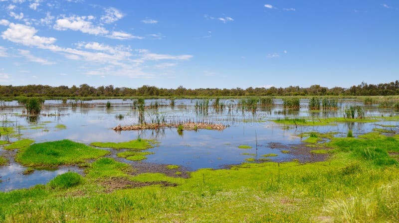 Marécages de lac Bibra, Australie occidentale image stock Marécages de lac Bibra, Australie occidentale image stock