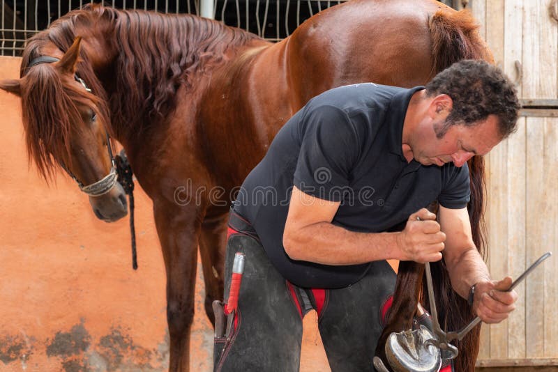 Maréchal-ferrant au travail sur le sabot de chevaux image stock Maréchal-ferrant au travail sur le sabot de chevaux image stock