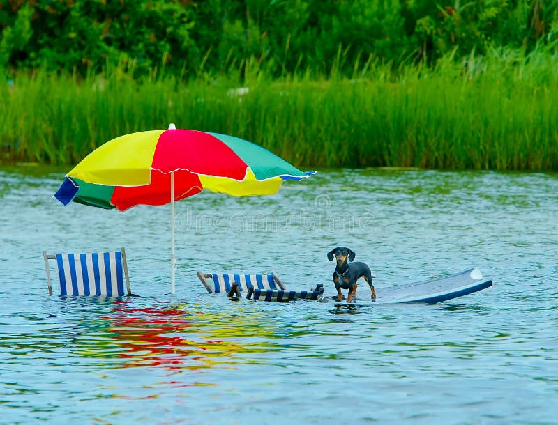 Dog had the right idea when the tide came in. Dog had the right idea when the tide came in