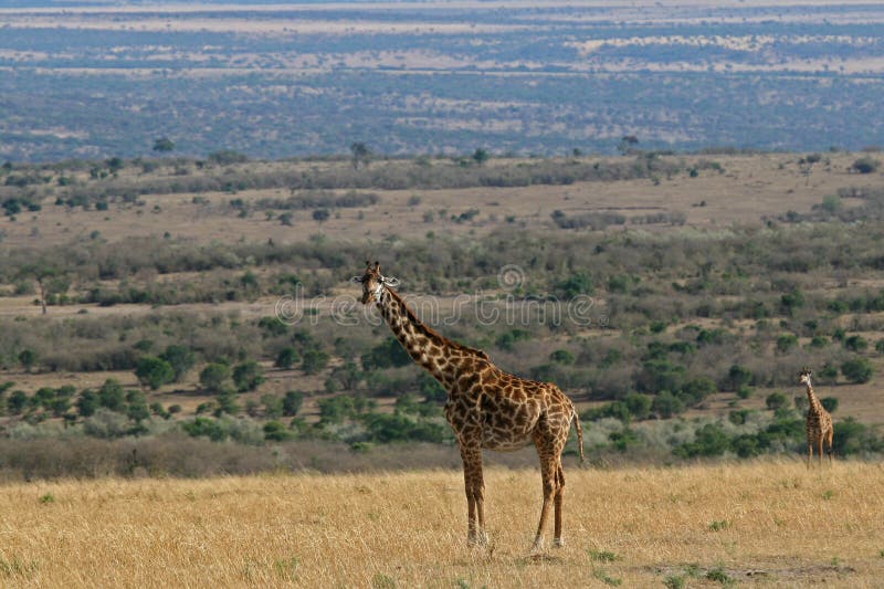 Masai Giraffe