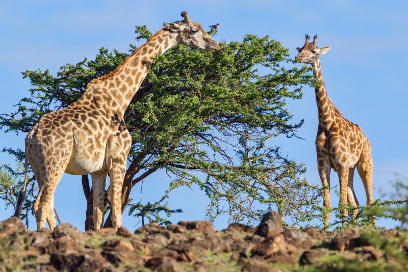 Masai Giraffe Eating Acacia Leaves