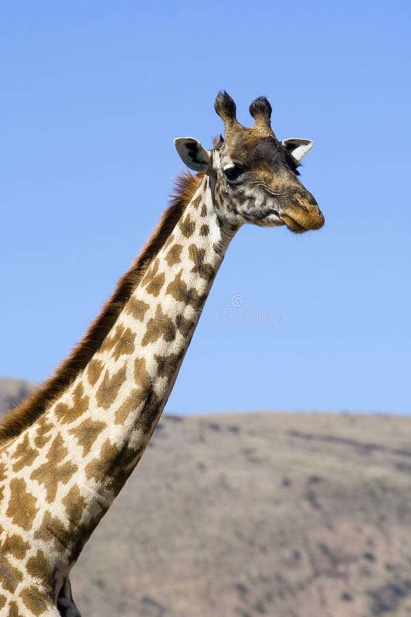 Masai giraffe - head and neck