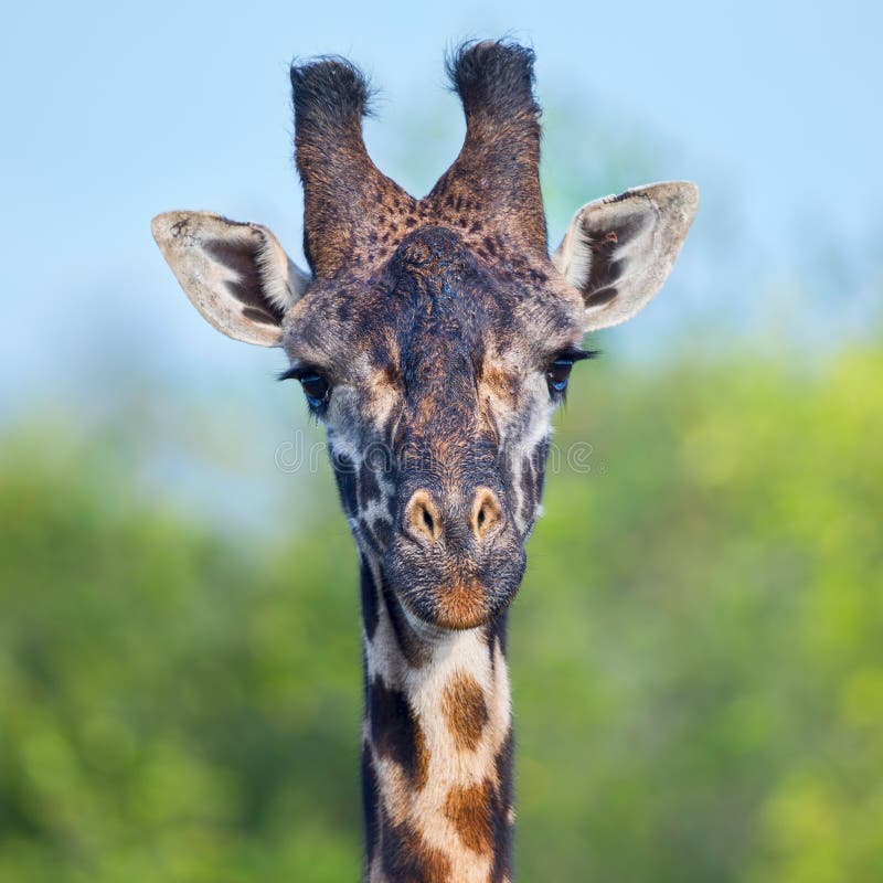 Masai Giraffe Head Portrait