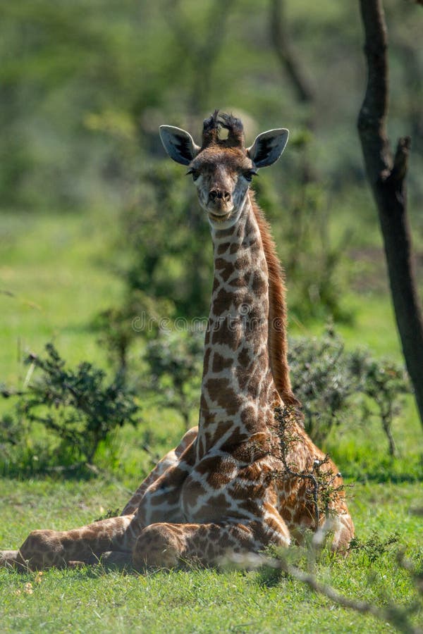 Masai Giraffe Lying Down Stock Photos - Free & Royalty-Free Stock