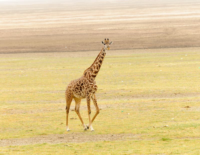 Masai giraffe in Tanzania stock image. Image of camelopardalis - 106269037