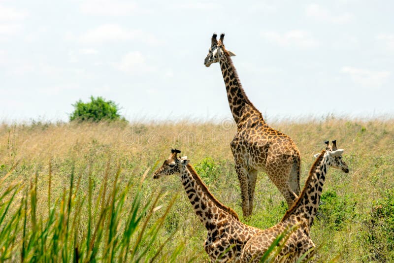 Masai Giraffes from Nairobi National Park in Kenya, Africa. Stock Image