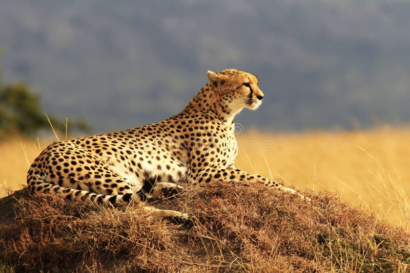 Masai Mara Cheetah immagini stock Masai Mara Cheetah immagini stock