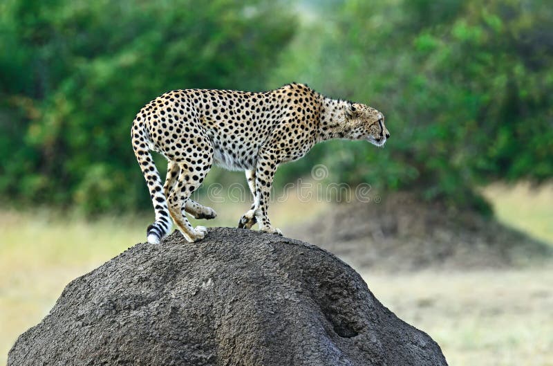 Masai Mara Cheetahs image libre de droits Masai Mara Cheetahs image libre de droits
