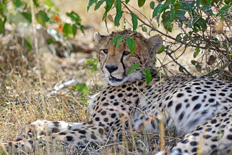 Masai Mara Cheetahs images stock Masai Mara Cheetahs images stock