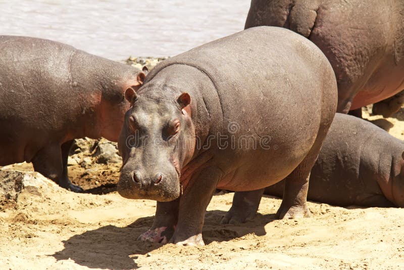 Masai Mara Hippo